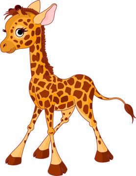 Giraffe Calf