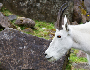 Mountain Goat Head
