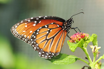 beautiful butterfly on flower. (MONARCH)