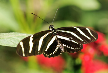 Beautiful butterfly (ZEBRA LONGWING, Heliconius charitonia)