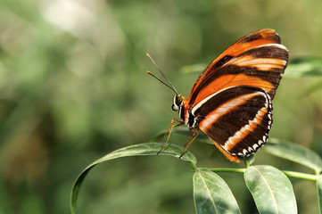 beautiful butterfly. (BANDED ORANGE LONG WING)
