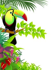 toucan bird in the jungle © matamu