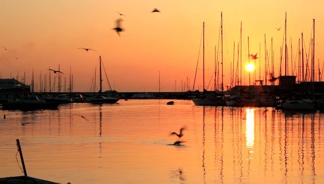 Gabbiani catturano pesci nel porticciolo