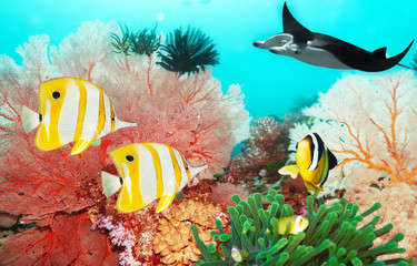 Underwater world