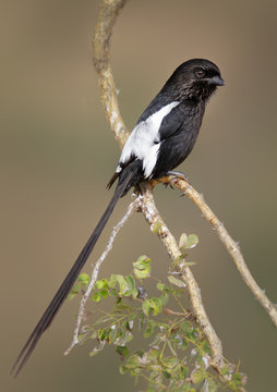 Magpie Shrike