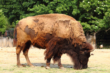 wild bison