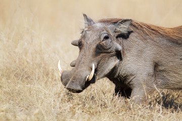 Warthog in grasslands