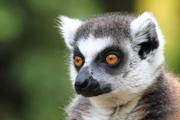 lemur monkey