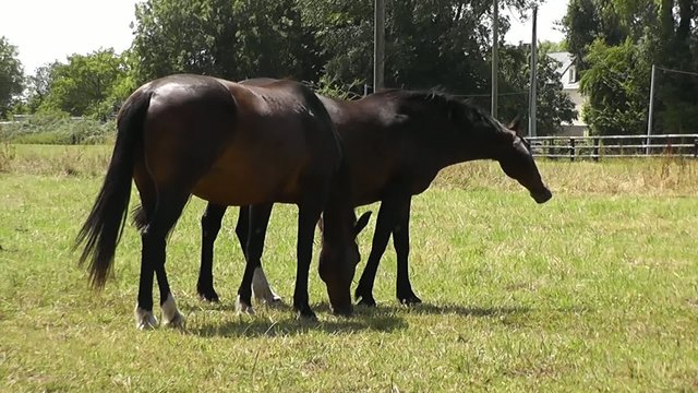 Chevaux