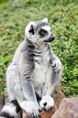 Naklejka na ściany i meble Cute Lemur
