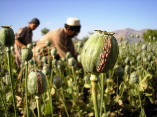 Harvesting Opium, East Afghanistan - obrazy, fototapety, plakaty