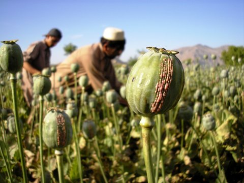 Harvesting Opium, East Afghanistan