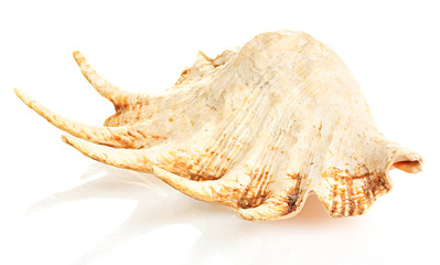 large seashell isolated on white