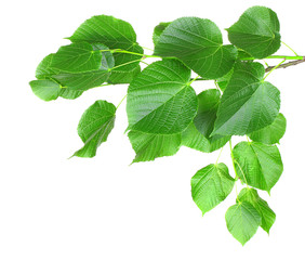 linden leaves isolated on white