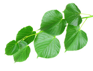 linden green leaves isolated on white