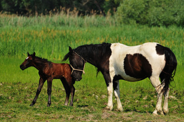 mare with foal.