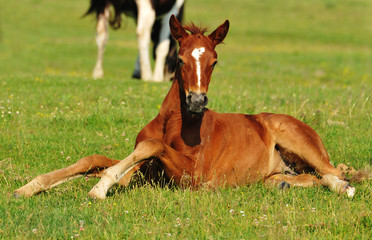 Fototapeta premium foal on grass
