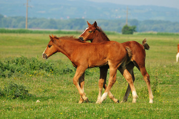 two foals are played on grass