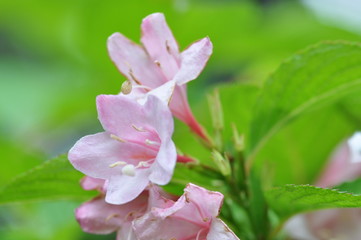 Obraz premium タニウツギ