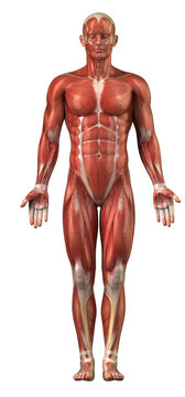Man muscular sytem anterior view isolated