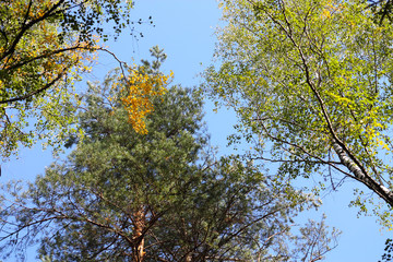 Trees view upwards