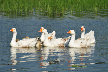 geese on the water with a small geese