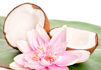 noix de coco brisée