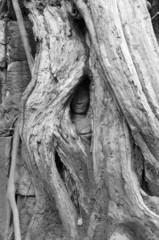 Fototapeta na wymiar Hidden Face 1, Ta Prohm Temple, Angkor,Cambodia