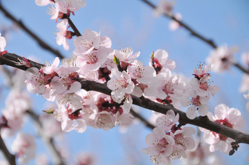 spring cherry blossom