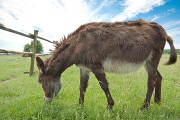 donkey