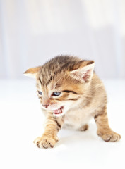 kitten on white background