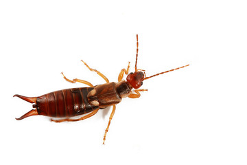 Naklejka premium perce-oreille