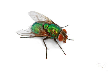 mouche verte