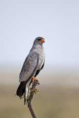 Southern Pale Chanting ; Melierax canorus