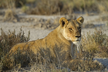Naklejka premium Lioness laying in grass-field; Panthera leo