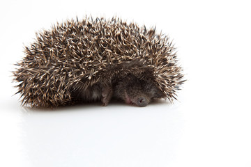 Small Hedgehog