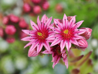 Porzellanblume