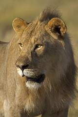 Close-up portrait of young male lion; Panthera leo