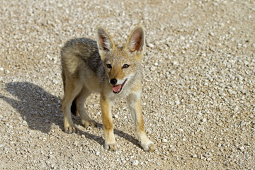 Close-up of black-backed jackal baby; Canis mesomelas; Etosha