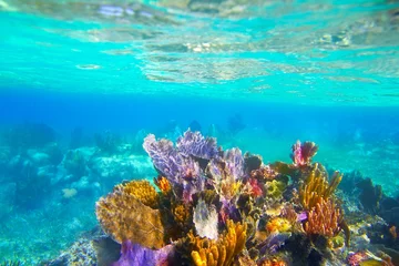Crédence de cuisine en verre imprimé Caraïbes Paradis de corail sous-marin avec tuba sur les récifs de la Riviera Maya