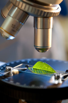 observation of a green leaf with a microscope