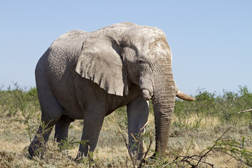 Fototapeta na wymiar Big elephant bull browsing; Loxodonta Africana