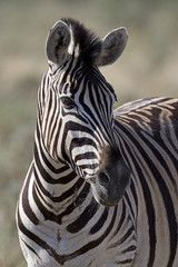 Fototapeta na wymiar Portrait of Burchells zebra; Equus Burchelli