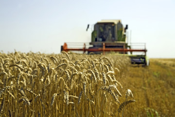 Wheat harvesting