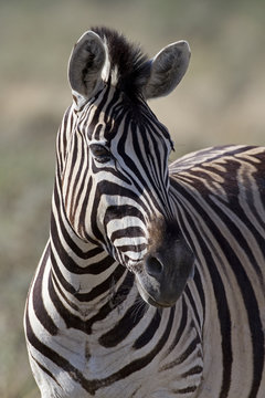 Portrait of Burchells zebra; Equus Burchelli