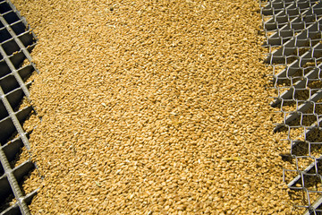 Wheat grains on the silo grid