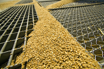 Wheat grains on the silo grid