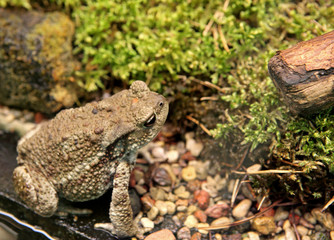 Naklejka premium frog