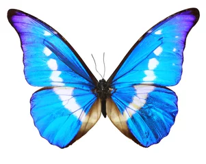 Photo sur Plexiglas Papillon Papillon bleu (morpho Rhetenor cacica) isolé