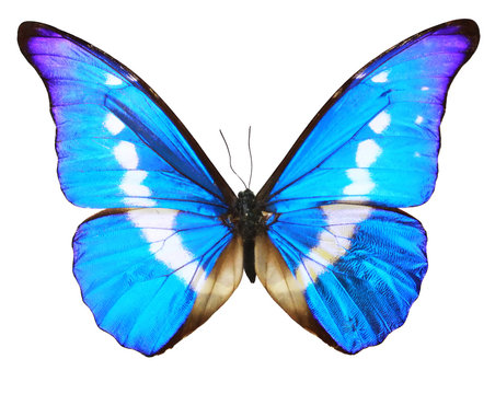 Blue Butterfly (morpho Rhetenor cacica) isolated